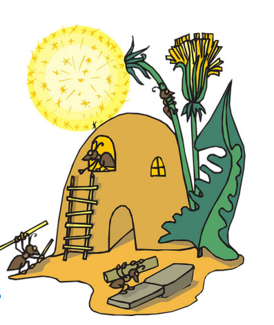 girasoles 25 noviembre