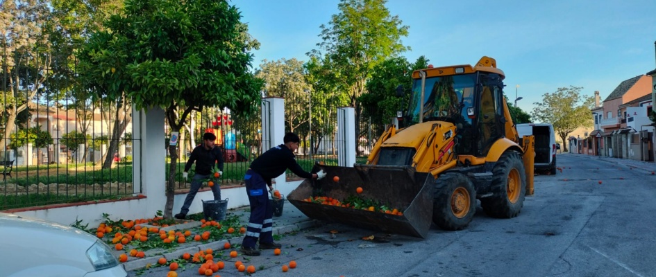 naranjas calle sevilla 1