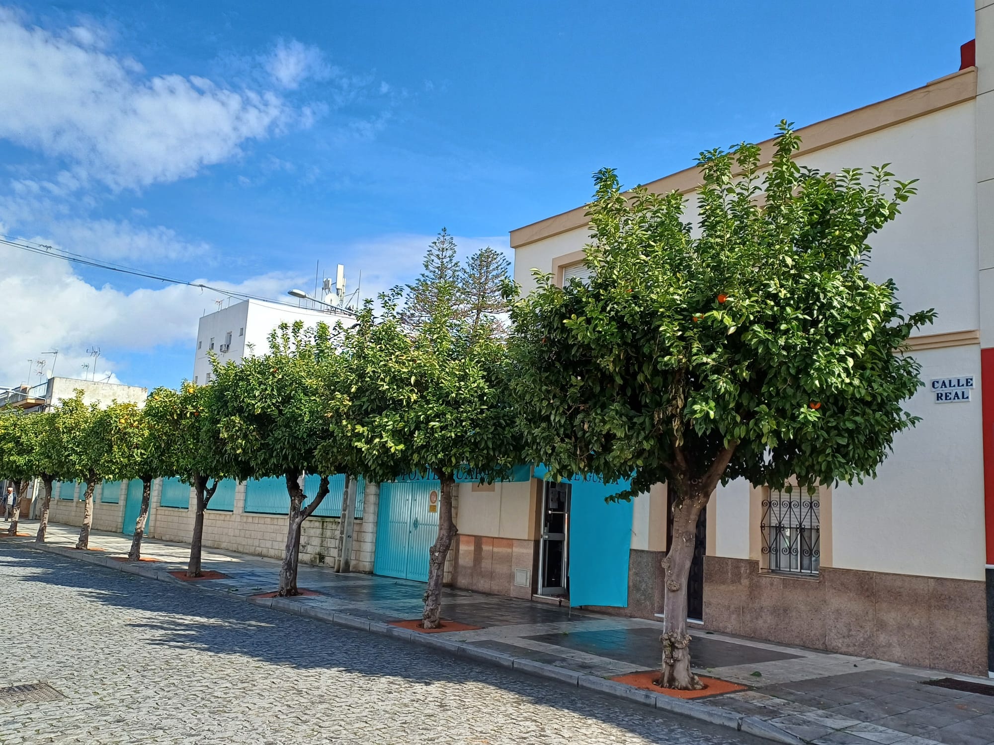 recogida naranjas feb 24 - 4