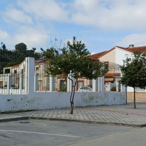 NARANJOS ANDALUCIA 5