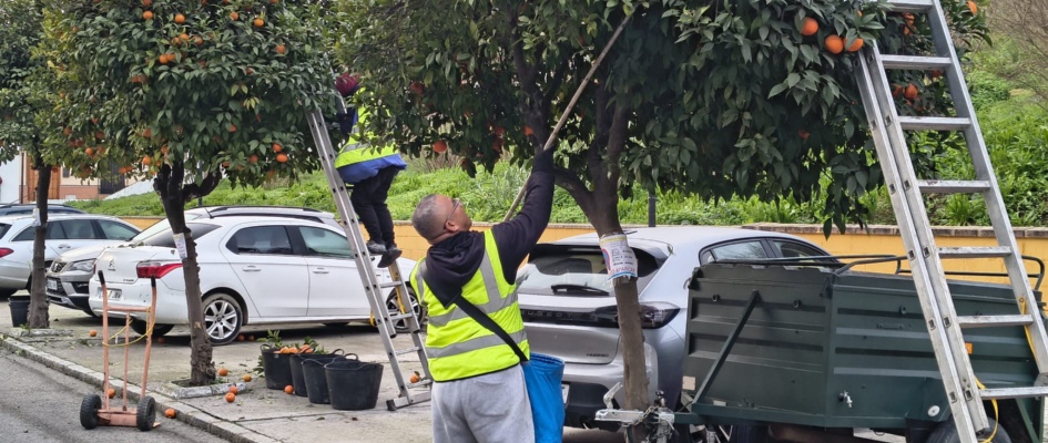 NARANJOS Andalucia 1