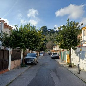 NARANJOS amaranta2-2