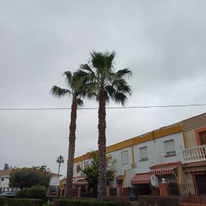 PALMERAS ANDALUCIA 1