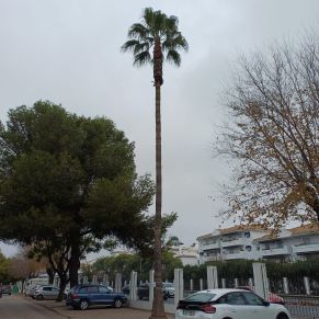 PALMERAS ANDALUCIA 2