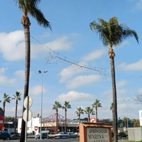 PALMERAS MARINA GELVES 1