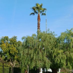 PALMERAS MARINA GELVES 2