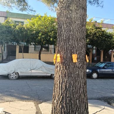 TRATAMIENTOS PINOS 6