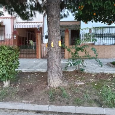 TRATAMIENTOS PINOS 7