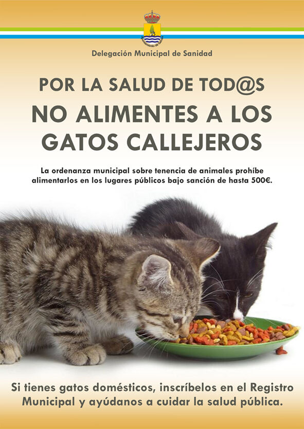 pala Microprocesador temperamento El Ayuntamiento inicia una campaña para impedir que se dé comida a los gatos  callejeros