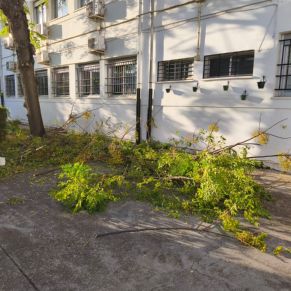 ceip d alba arbolado 4