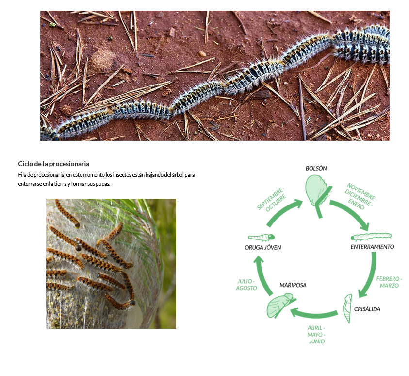 imagen procesionaria
