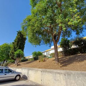 limpieza solar calle ciaurriz 1-8-24