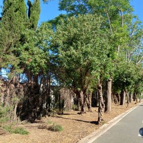 marina gelves carril