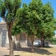 marina gelves naranjas 1