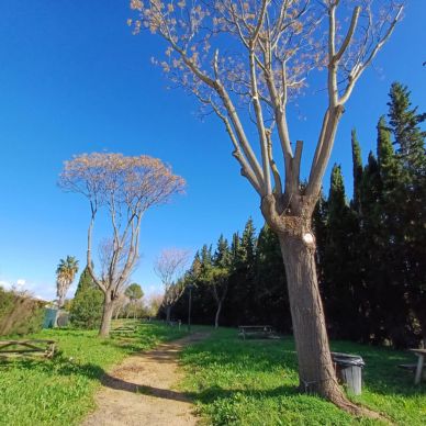 marina gelves poda parque