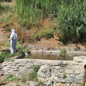 mosquito manantiales