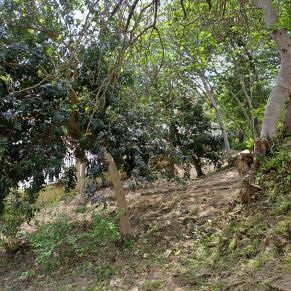 parque cañuelo jardineria marzo 24 -6