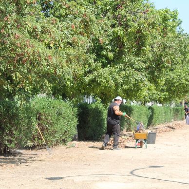 parque naranjos gelves agosto21 (3)