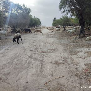 prevencion incendios cornisa borregas