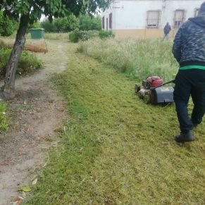 trabajos jardineria 3